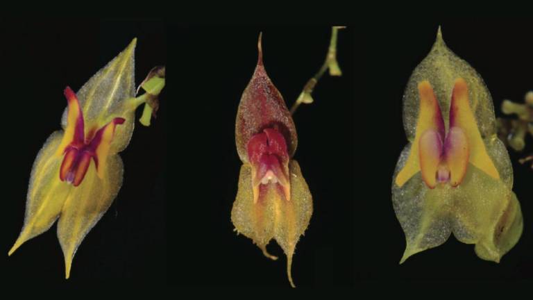 Descubren en Ecuador 3 especies de orquídeas, dos bajo amenaza de extinción