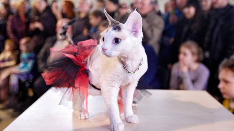 Gatitas ucranianas compiten en concurso anual &quot;Miss Meow&quot;
