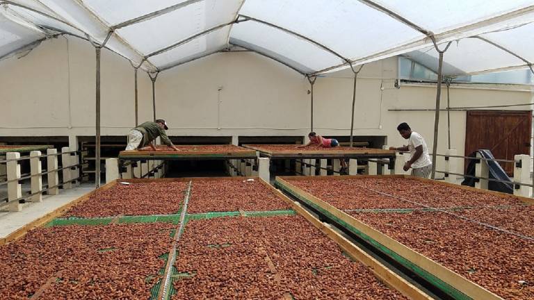 Se abre la convocatoria oficial al concurso Cacao de Excelencia Ecuador 2020