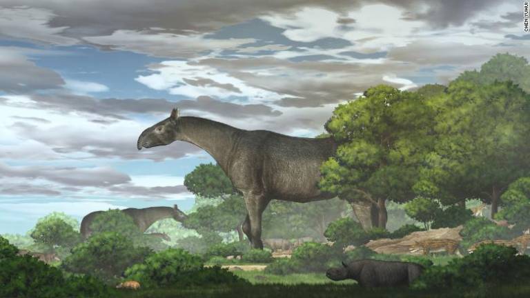 El rinoceronte gigante sería el mamífero más grande que ha caminado por la Tierra, según análisis a sus restos fósiles
