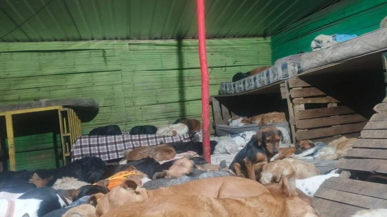 Quito: refugio Lucky Bienestar Animal avanza arreglos tras fuertes lluvias, pero aún necesitan ayuda