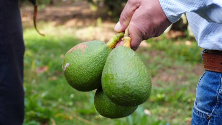 Ecuador amplía su mercado para la exportación de productos agropecuarios