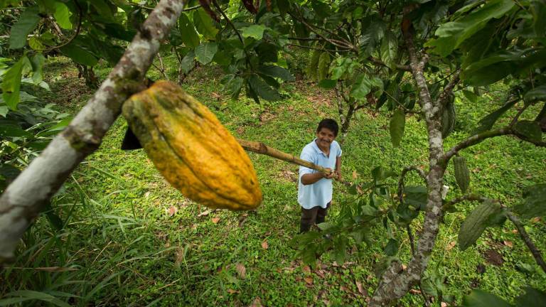 En los primeros meses de este año, el precio del cacao ha fluctuado entre 8.000 y cerca de 9.000 dólares por tonelada. Entre enero y abril del 2024, rompió el techo de los 11.000 dólares.