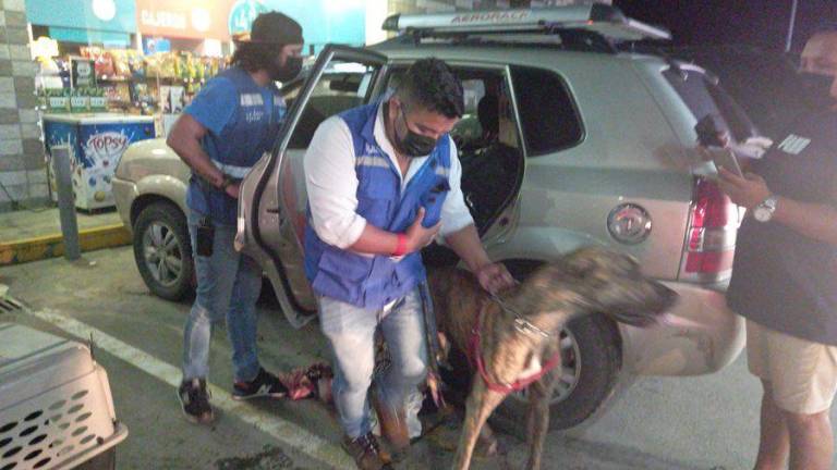 Así fue el rescate de siete mascotas que estaban bajo el poder de un maltratador en Guayaquil
