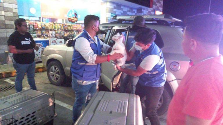 Así fue el rescate de siete mascotas que estaban bajo el poder de un maltratador en Guayaquil