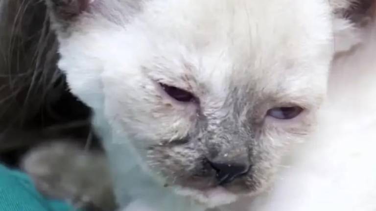 Policía rescata a un gato que estaba encerrado y drogado con metanfetamina; sus dueños enfrentan cargos