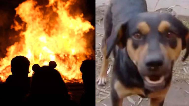 Con manotazos y lamidas me despertó: perro héroe salvó a su dueño de morir en un incendio
