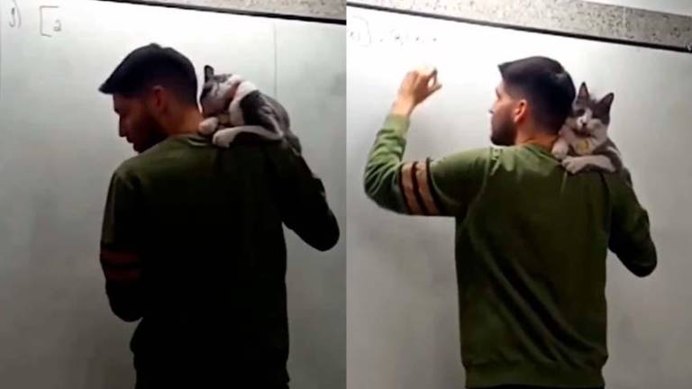 Maestro explica su clase con un gato en el hombro para enseñar sobre el respeto a los animales