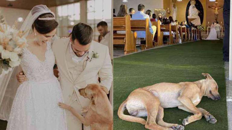 Perro sin hogar se infiltró en una boda y fue adoptado por los novios