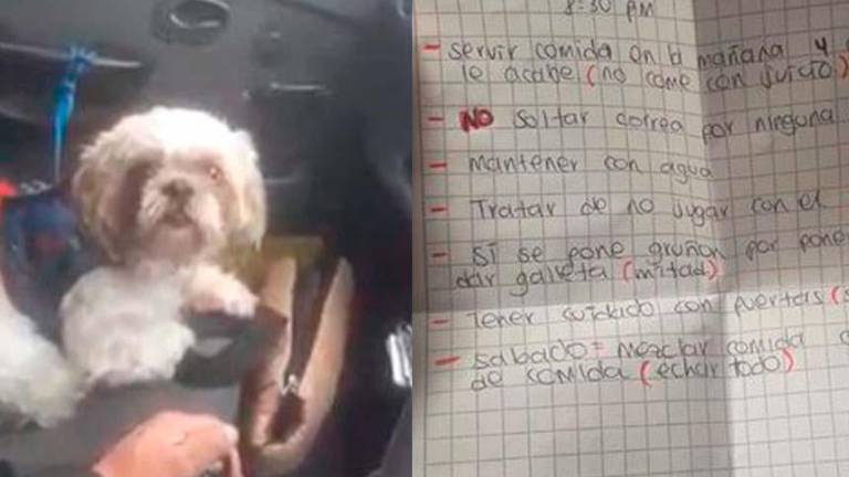 Perro fue abandonado en un taxi con instrucciones para su cuidado. El conductor decidió adoptarlo
