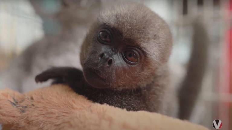 Sofía, la monita chorongo que sobrevivió a ser traficada y retenida como mascota en Guayaquil