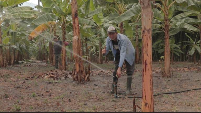 Más de 9.000 hectáreas cuentan con riego tras obra de rehabilitación en Manabí