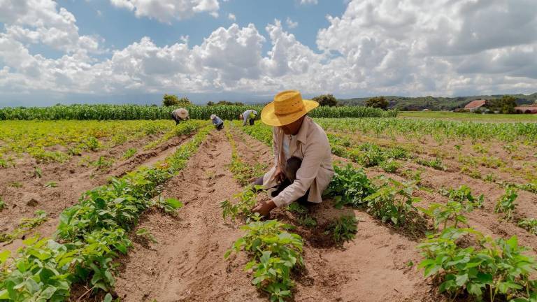 El sector agropecuario aporta el 7,7 por ciento al Producto Interno Bruto del país y es parte fundamental de la seguridad alimentaria