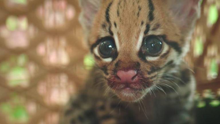 Meg: la bebé ocelote en peligro por la quema de plantaciones y mascotización
