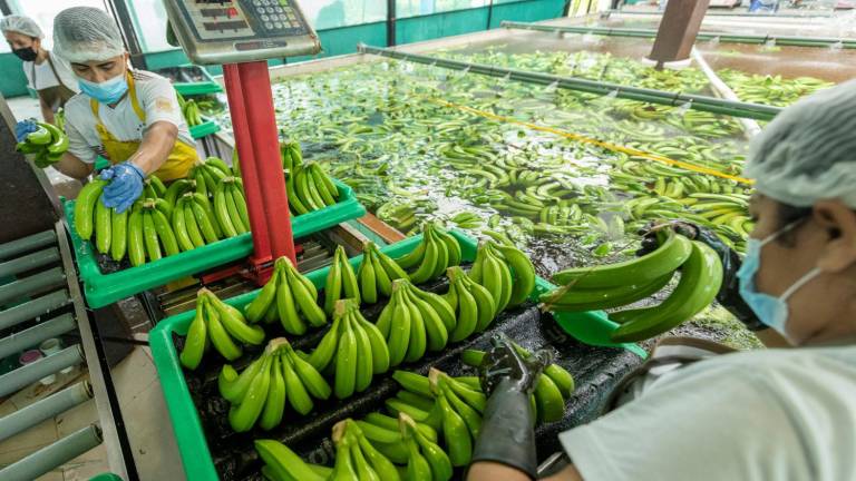 El sector bananero ecuatoriano inició con pie derecho el 2023