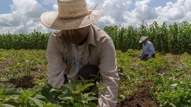El fenómeno de El Niño enciende las alertas en el agro ecuatoriano