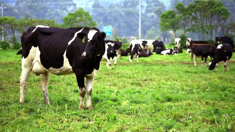 Alerta del sector ganadero por declaración presidencial en Uruguay