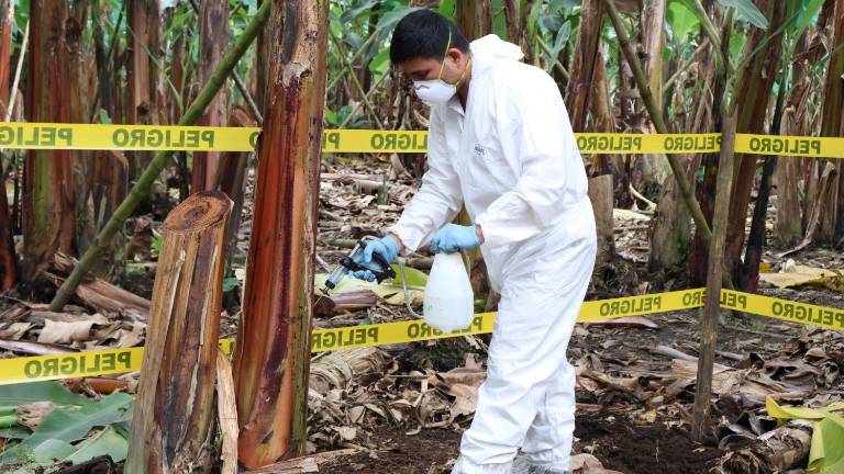 Ecuador fortalece las acciones de control del Moko en plantaciones de banano y plátano