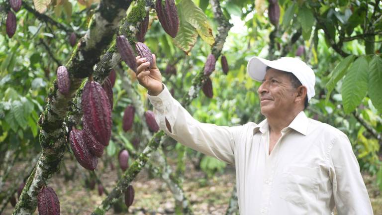 Cacaoteros cuentan con una solución nutricional sostenible para sus cultivos