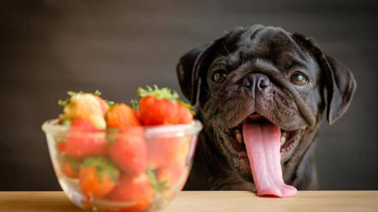 Alimentos idóneos para la salud de nuestras mascotas