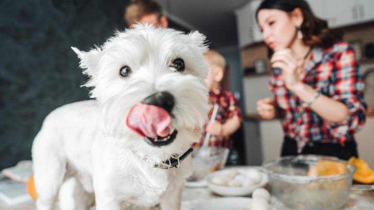 10 alimentos que tu perro ¡no debe comer!