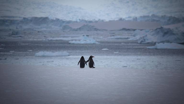 Detectan por primera vez gripe aviar en pingüinos de la Antártida