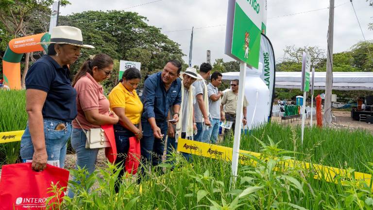 Semillas, insumos, tecnología y conocimiento, la variada oferta de evento arrocero en Nobol