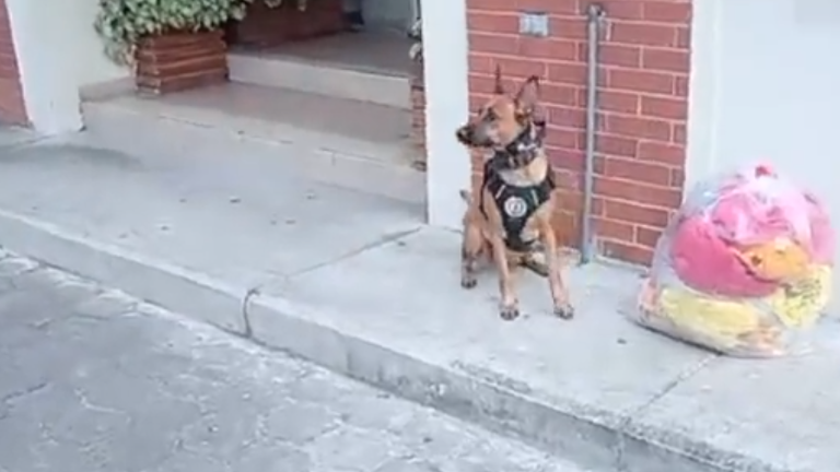 Perro Xena detectó cocaína en un paquete que se enviaba de Guayaquil a Australia