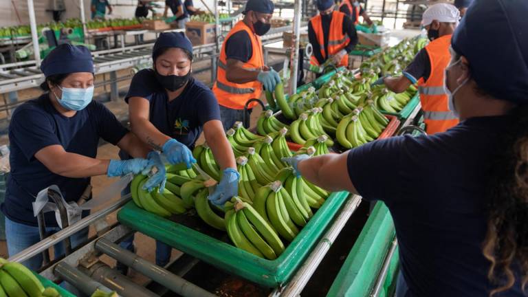 El banano ecuatoriano busca fortalecer su presencia en Asia Oriental