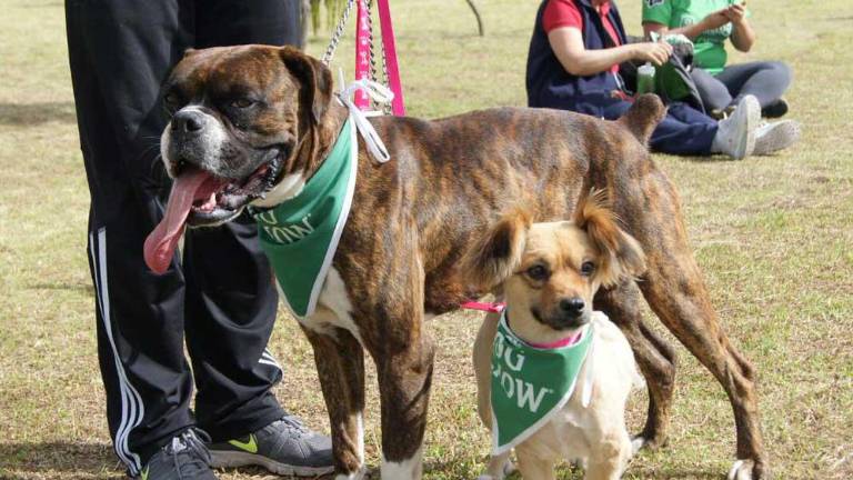 Nuevo curso gratuito de adiestramiento para mascotas en Quito ¿Cómo y cuándo son las inscripciones?