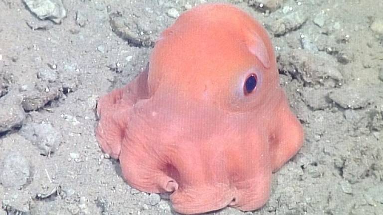 Buscan nombre para pulpo rosa... tan adorable que podría ser &quot;Adorabilis&quot;