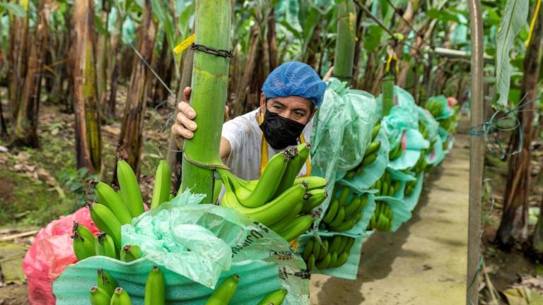 El fuerte invierno aumentará los costos de producción en el sector bananero