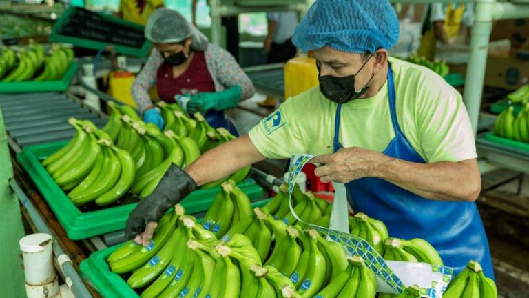 2023: Importante recuperación del sector bananero ecuatoriano