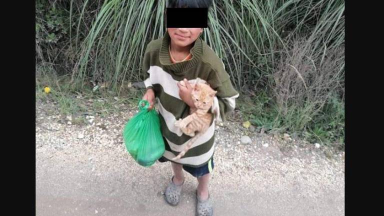 Niño intentaba vender su gato en tres dólares, para poder ir a la escuela; el hecho ocurrió en Azuay