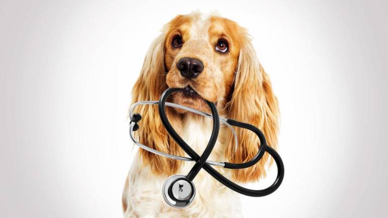 ¿Cómo saber cuándo mi mascota está saludable y cómo identificar sus enfermedades?