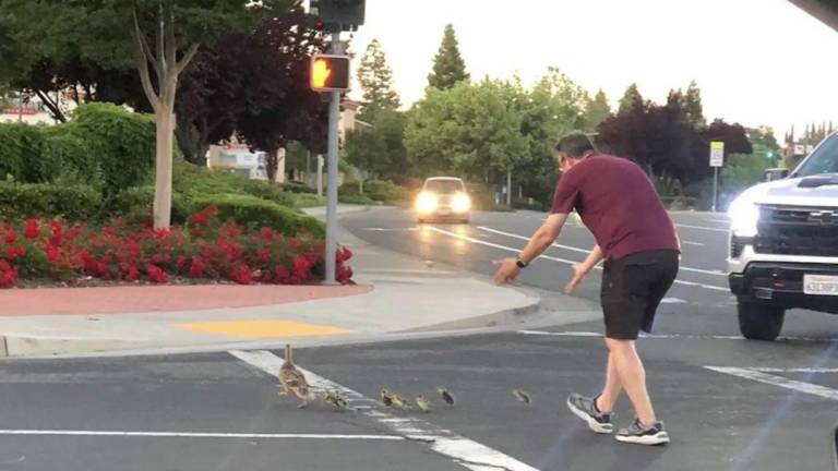 Hombre muere atropellado luego de ayudar a un grupo de patos a cruzar la calle en Estados Unidos