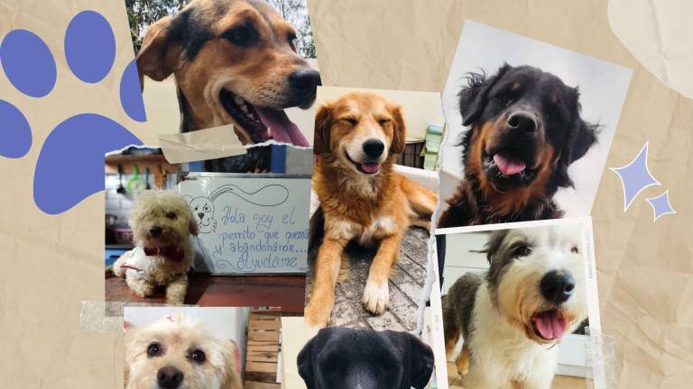 Merecen una segunda oportunidad: más de 700 mascotas estarán en adopción el fin de semana en Quito