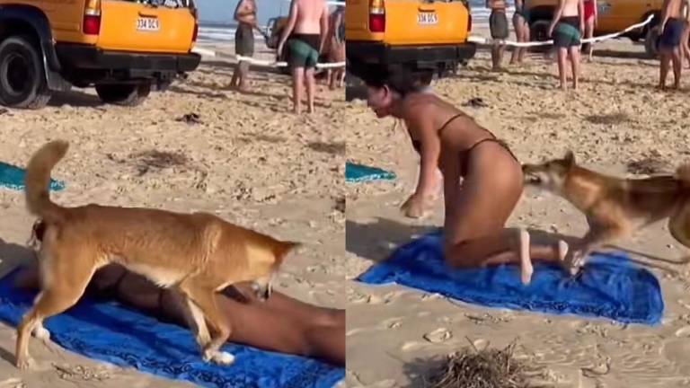 VÍDEO: Dingo, perro salvaje muerde a turista que estaba tomando sol en una playa