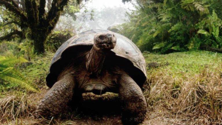 Tortugas gigantes de Galápagos presentan cuatro nuevos virus: conocidos por causar enfermedad y mortalidad