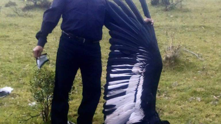 Investigan muerte de un cóndor en Imbabura