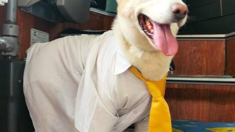 La historia de 'Rabito', el perro que se convirtió en transportista, en Baños de Agua Santa