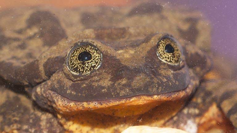 Rana Romeo sigue sin encontrar pareja pese a campaña mundial