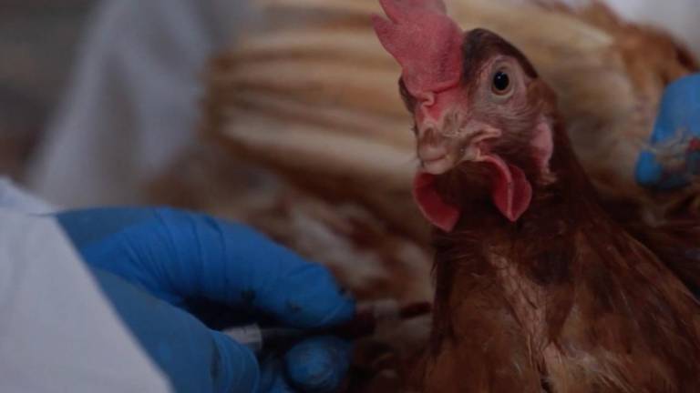Alerta por primer contagio de gripe aviar en Ecuador: se presume contacto directo con aves