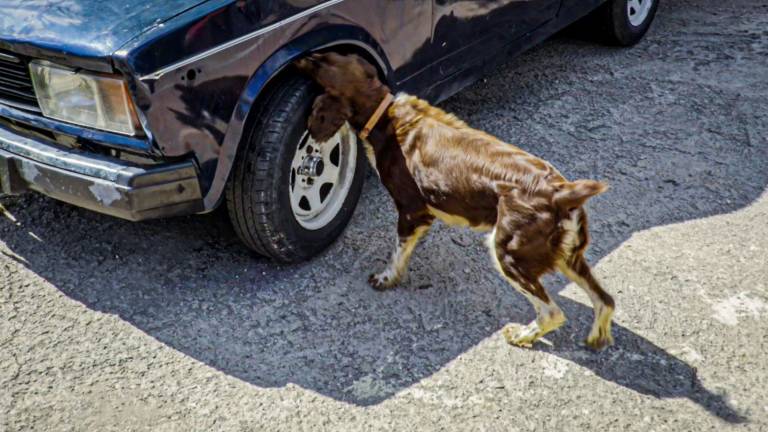 Entrenan perros para detectar dinero en Cuba
