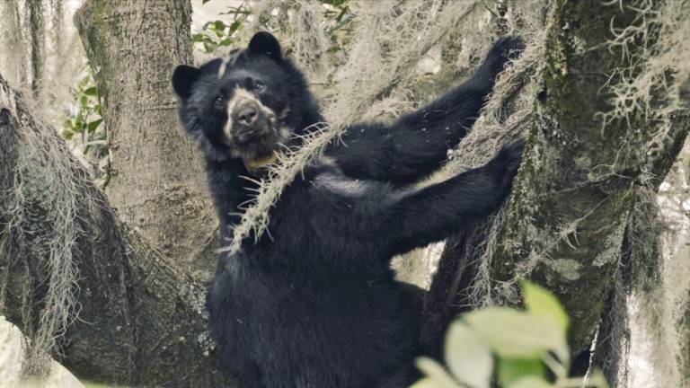 Adéntrese en la vida secreta de los osos de anteojos en Ecuador