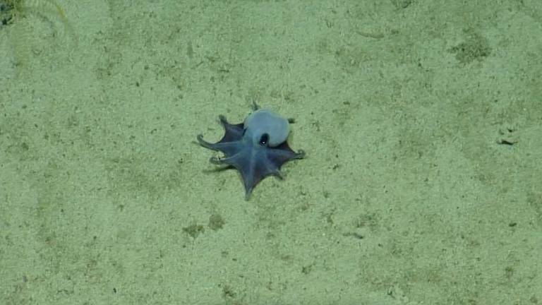 Azul y pequeño como una pelota de golf: así es el nuevo pulpo descubierto en las islas Galápagos