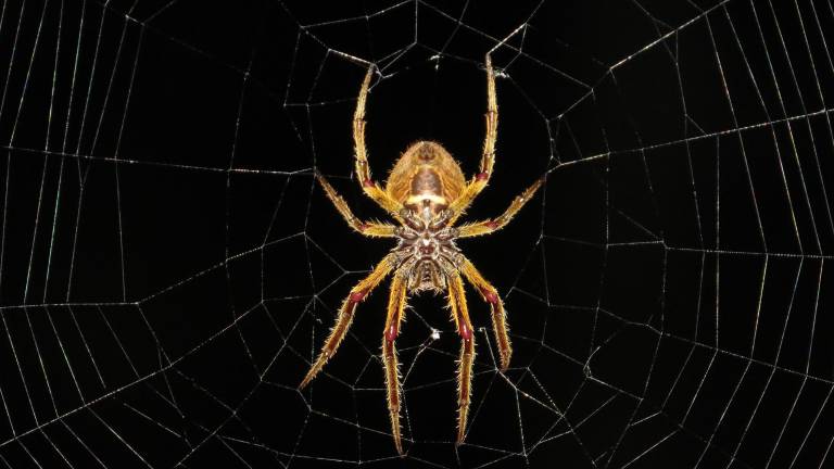 ¿Por qué no deberías matar a las arañas que encuentras en casa?