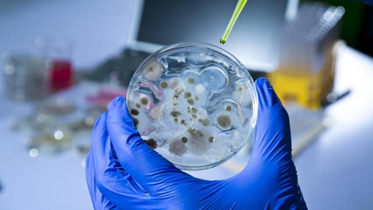 FAO ayuda a 6 países a mitigar bacterias multirresistentes