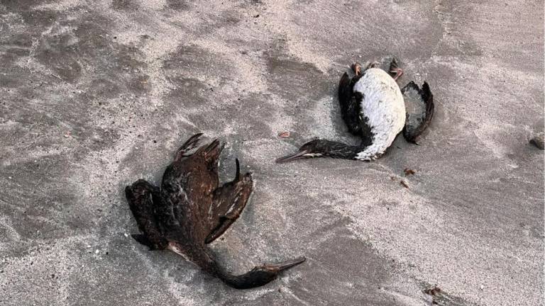 Alerta en Ecuador por aparición de aves muertas; el extraño evento también se registró en Chile y Perú