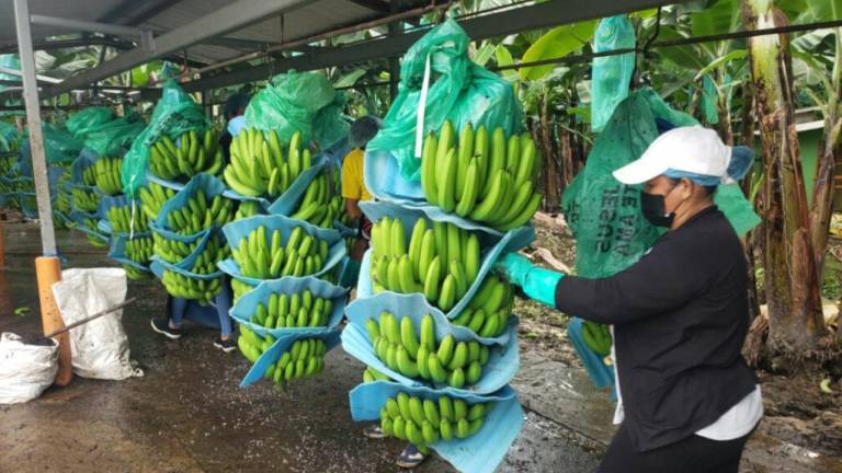 Ecuador eleva el precio mínimo de la caja de banano de 6,25 a 6,50 dólares